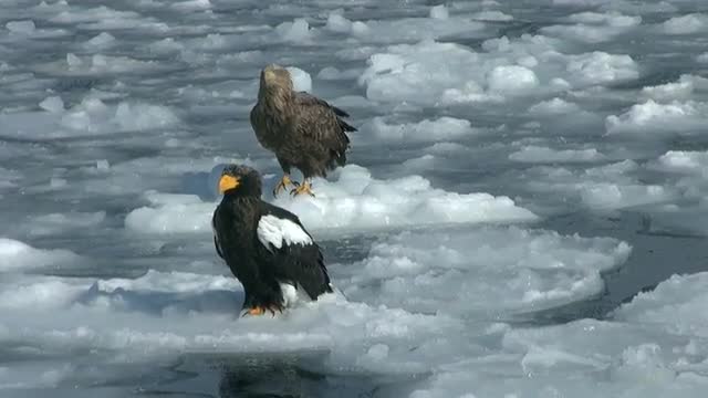 Stellers Sea Eagle, Hokkaido, Japan