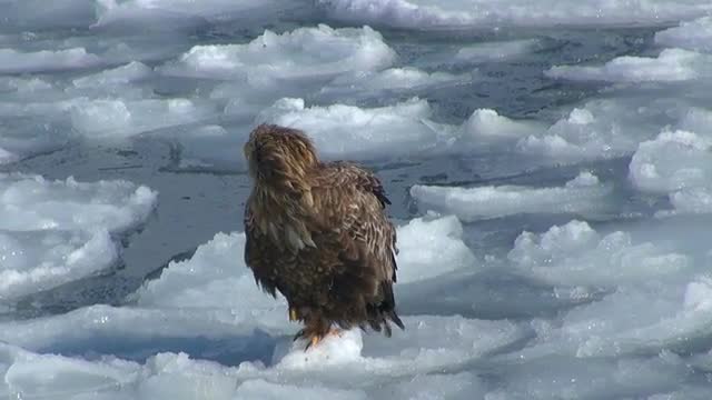 Stellers Sea Eagle, Hokkaido, Japan