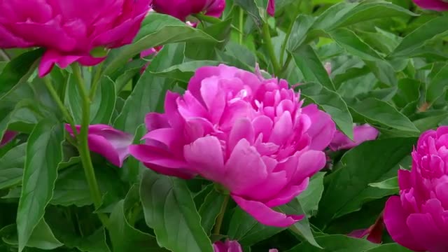 Peony flowers