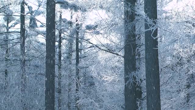 Rimed and snow, Hokkaido, Japan