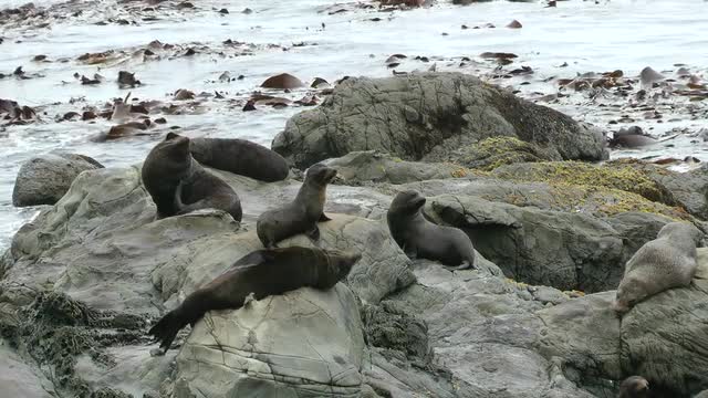 Fur Seals