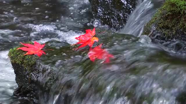 Red Maple leaves on water stream