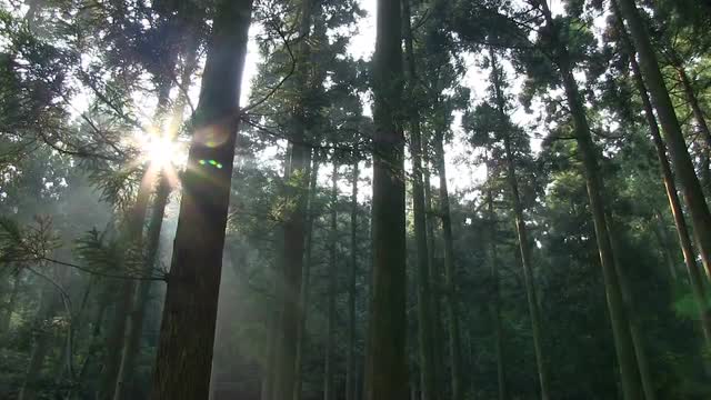 Japanese Cedar Grove, Fukui Prefecture, Japan