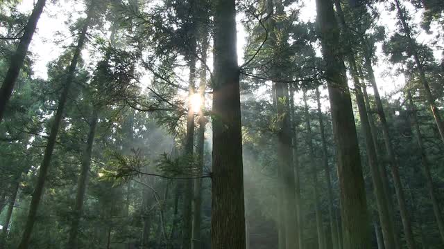 Japanese Cedar Grove, Fukui Prefecture, Japan