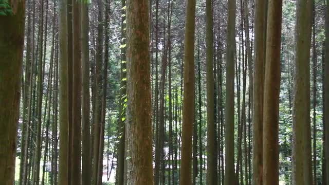 Japanese Cedar Grove, Aichi Prefecture, Japan