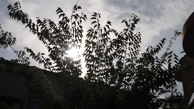 Bushes and the Sun
