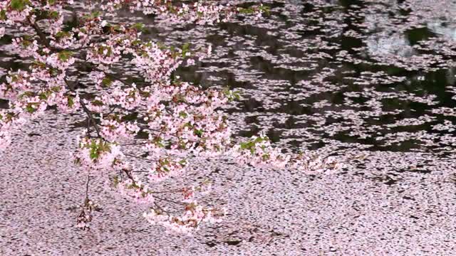 Cherry blossoms floating on water