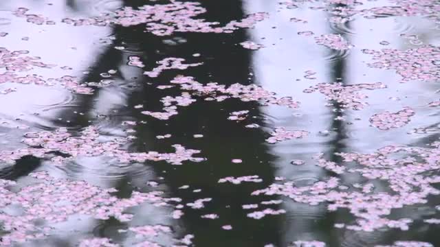 Cherry blossoms floating on water