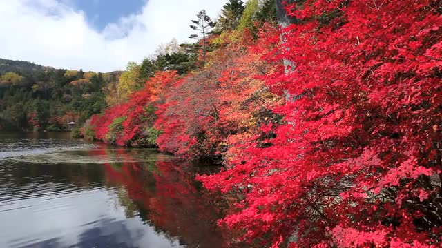 Autumn Leaves and Shirokomaike Lake,  Nagano Prefecture,  Japan