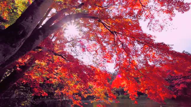 Kumobaike Lake,  Karuizawa,  Nagano Prefecture,  Japan