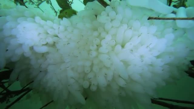 Bigfin Reef Squid Eggs