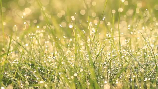 Morning dew