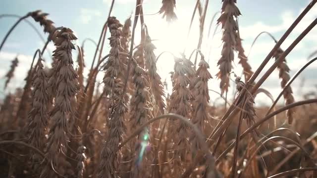 Wheat Field on sunset with yellow ears