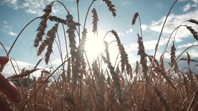 Wheat Field on sunset with yellow ears