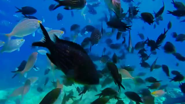 School of Fish Swims in the Sea.