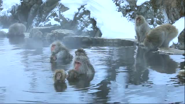 Japanese monkey taking a bath at the Jigokudani Hot Springs in Nagano Prefecture