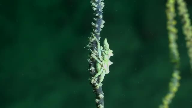 Mimicry