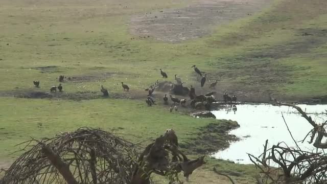 VULTURES AND DEAD CAPE BUFFALO