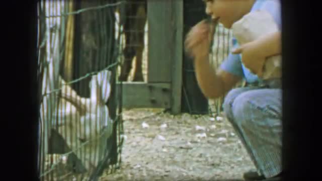 1957: Young boy feeding goats petting zoo behind iron farm fence. GLEN, NEW HAMPSHIRE