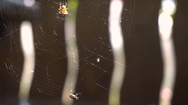 Lust For Life. Beetle Saved From the Web.sunny