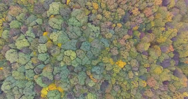 Colorful Autumn Trees Tops