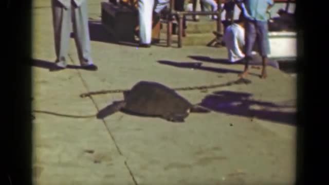 1952: Pet sea turtle street busker attraction tourist dock front flipper leashed.  MEXICO CITY, MEXI