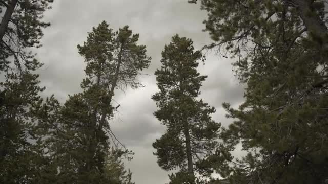 Windy Trees Stormy Sky 
