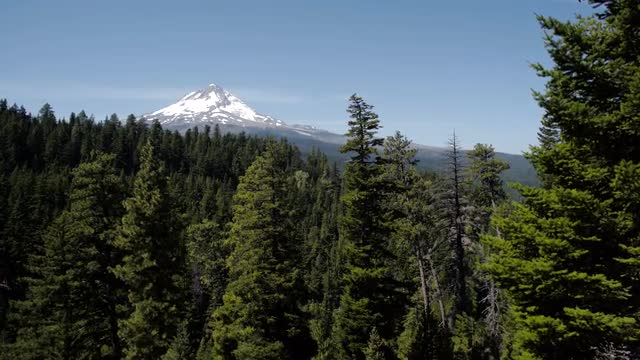 Mt. Hood Pine Forest