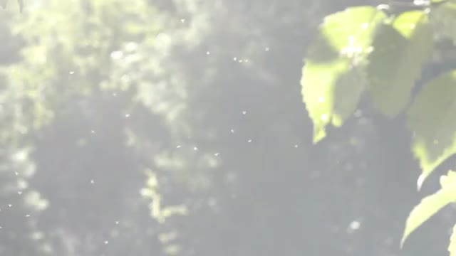 Slow Motion Particles in Forest