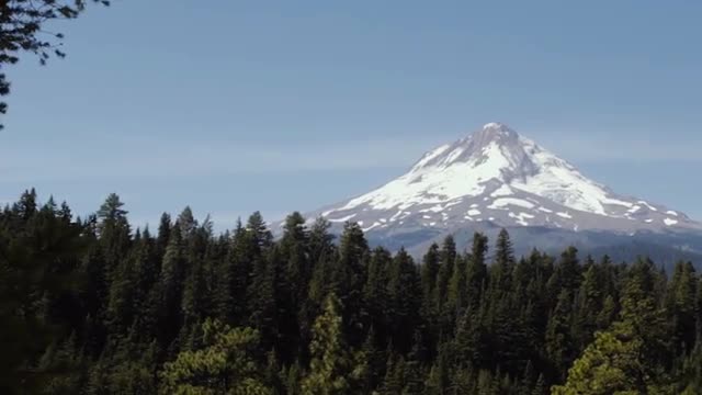 Mt. Hood Pine Forest 