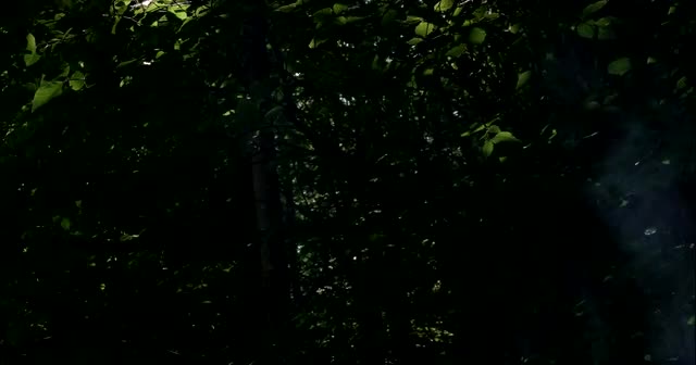 Misty Sun Rays in the Forest.