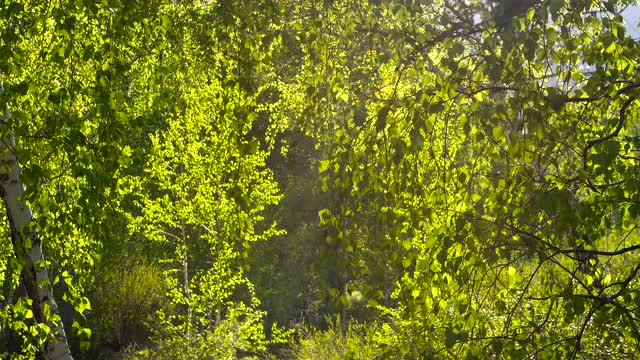 Birch Forest in Early Spring in the Transmitted Light of the Sun