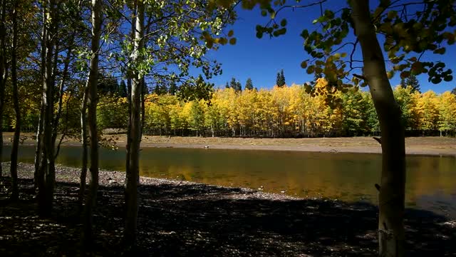 Aspen trees near small pond.