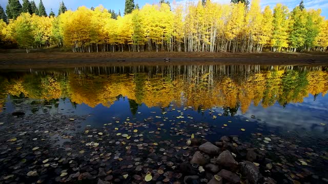 Reflection of Aspen Trees in Fall