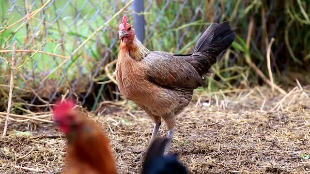 Chicken Standing