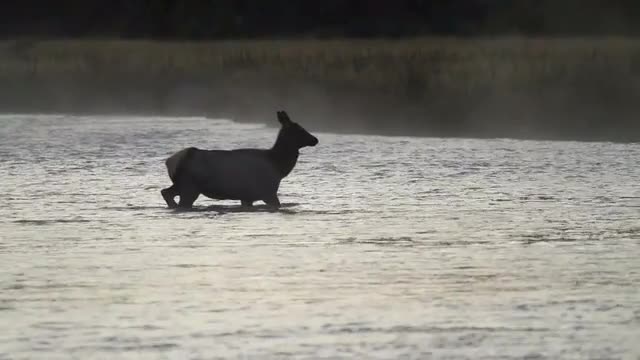 Elk Calf Crossing River