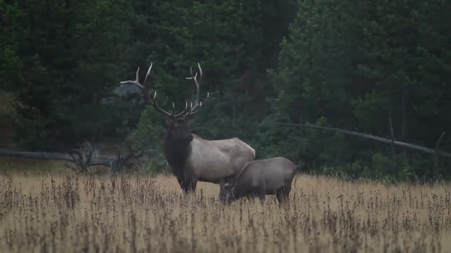 Bull Elk with Cow