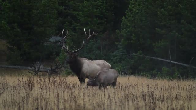 Bull Elk Bugling
