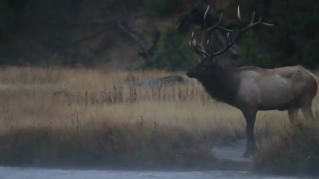 Bull Elk Bugling