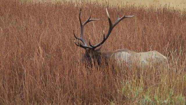 Bull Elk Walking Through Tall Grass