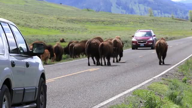 A herd of Bison stopping cars as they are crossing the road.