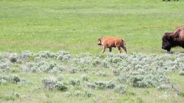 Grazing Bison