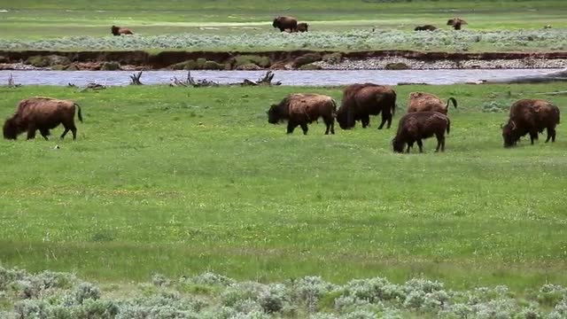 Grazing Bison