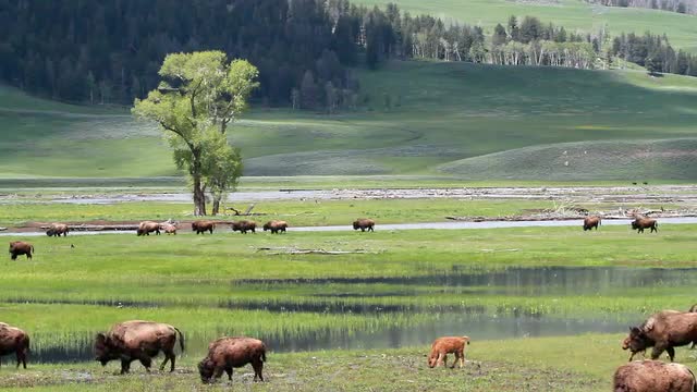 Grazing Bison