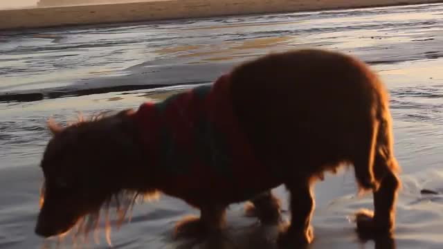 Small dachshund dog wearing...