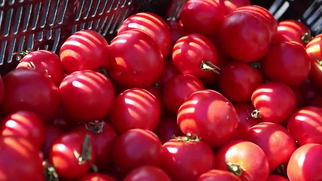 Basket of freshly picked...