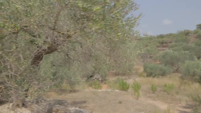 Olive trees in a...