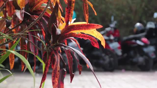 Scooters Are in the Parking Lot