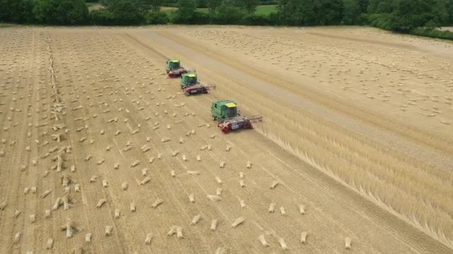 Combine harvesters cutting hay filmed by drone