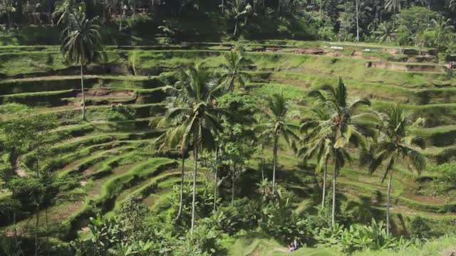 Palm Trees in the Rice Terraces